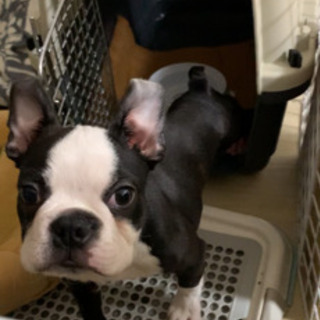 犬友募集！