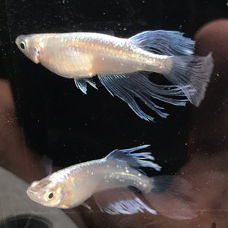 【元気めだ係CO.】青蝶ロングフィンメダカ　☆卵より確実な稚魚1...