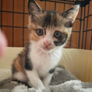 【里親様決まりました】可愛いメスの三毛猫chan!!