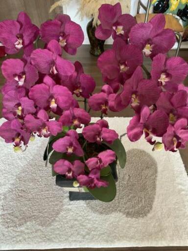 胡蝶蘭 造花