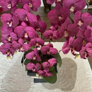 胡蝶蘭 造花