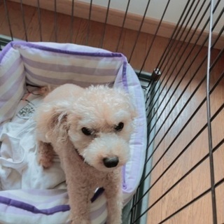 犬友