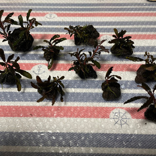 ブセファランドラsp.クダガンの画像