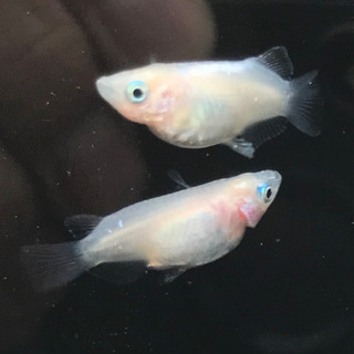 【元気めだ係CO.】白光ダルマメダカ　成魚１ペア＋1（メス） 計...