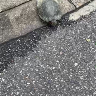 アカミミ亀？　里親募集