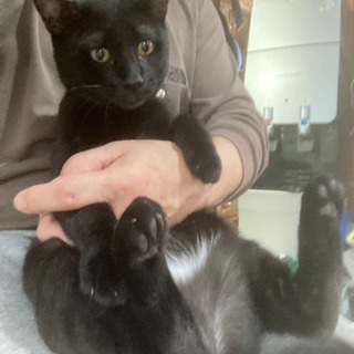 一歳とちょっとの黒猫の男の子です。