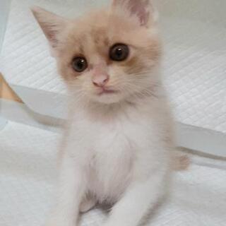 生後１ヶ月過ぎの子猫ちゃんオス３匹