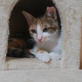 三毛猫の女の子です❣️