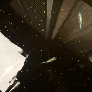 メダカ　プラチナブルー幹之　卵　15個