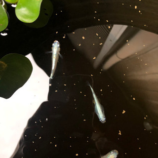 メダカ　プラチナブルー幹之　卵　15個の画像