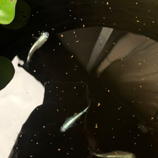 メダカ　プラチナブルー幹之　卵　15個の画像