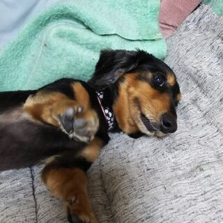 ミニチュアダックスフンド