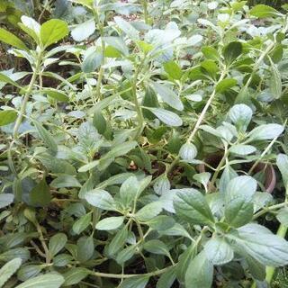 ボルトジンユの画像