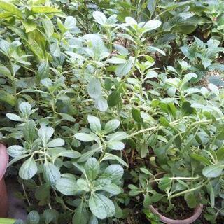 ボルトジンユの画像