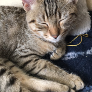 迷い猫（私が飼い主です）首にマイクロチップ入り