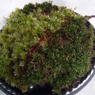 盆栽、苔テラリウム、苔玉用山苔