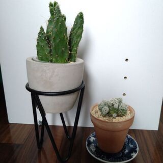 観葉植物　ウチワサボテン　ギンテマリ
