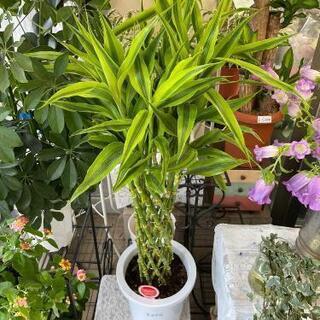 ミリオンバンブー　観葉植物