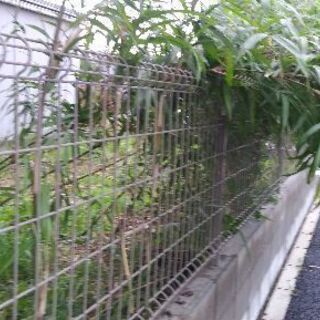 🎋　篠竹…必要な方に差し上げてますの画像
