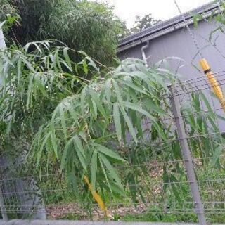 🎋　篠竹…必要な方に差し上げてますの画像