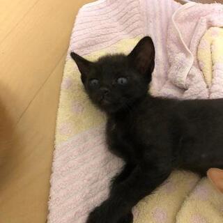 どなたか家族に迎えて下さい。7匹兄姉。0才1ヶ月。。。。。。