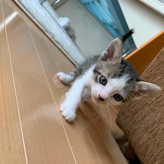 どなたか家族に迎えて下さい。7匹兄姉。0才1ヶ月。。。。。。。