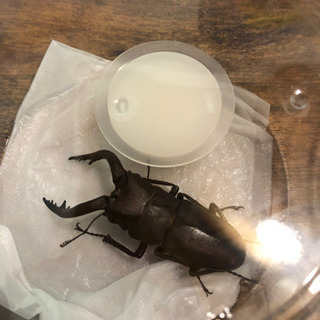 【値下げしました！】天然！大分県産ノコギリクワガタのペア！