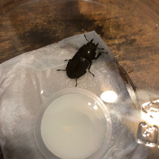 【値下げしました！】天然！大分県産ノコギリクワガタのペア！の画像