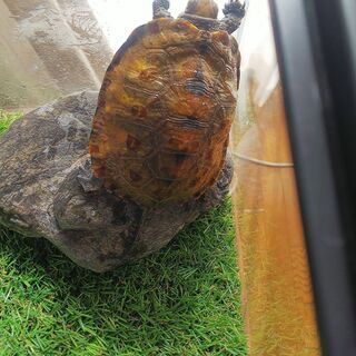 ニホンイシガメ　里親募集