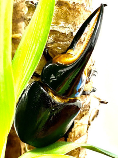 サタンオオカブト ♂♀夏休み限定販売【完売御礼】