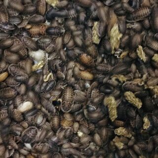 デュビア1センチ～3センチ　100匹