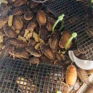 デュビア3センチ～5センチ　100匹