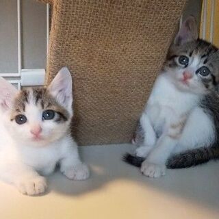 【感謝！】ピンクのお鼻の子猫💕仲良しシスターズ💕