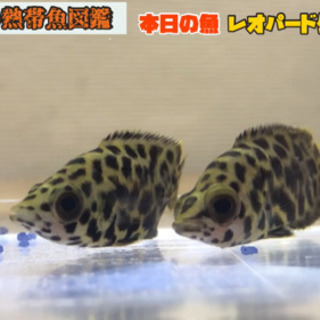 【激安】レオパードクテノポマ２匹
