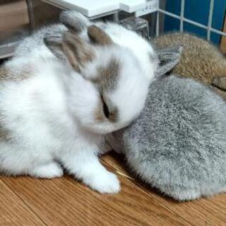 小動物ブリーダーゆう - 地元のお店