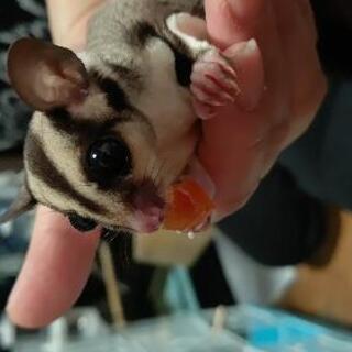 小動物ブリーダーゆう - ペット