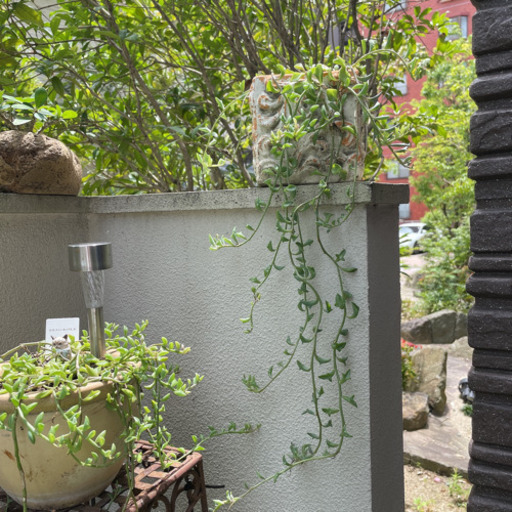 ドルフィンネックレス　植物