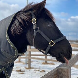 競馬コミュニティ