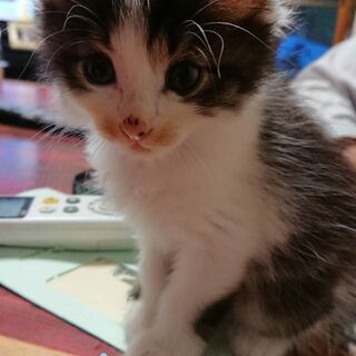 全頭決まりました。ありがとうございました。キャンセルの為オスのみ...