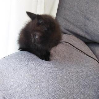 里親募集　クロ猫　メス