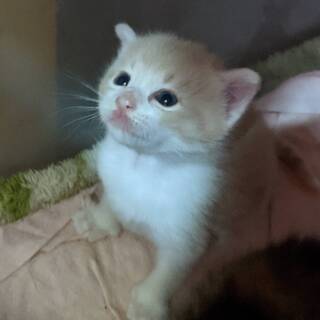 ミルクティー色の元気な男の子