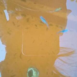 メダカ深海マリンブルー稚魚の画像