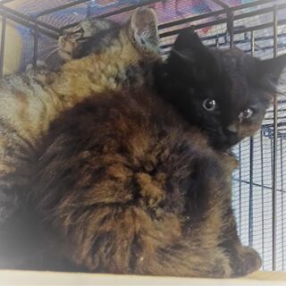 ふわふわもこもこ３兄弟姉妹