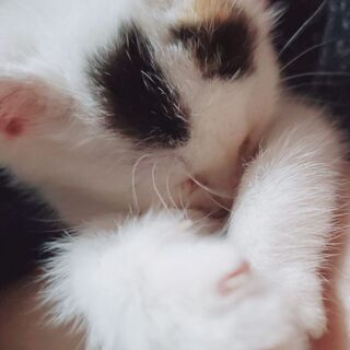 性別不明 １ヶ月か2ヶ月ぐらいの子猫