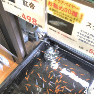 『紅帝メダカ』朱赤の新種です。1匹の画像