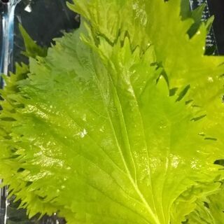 青じそ。15枚で。お渡し日に収穫します。