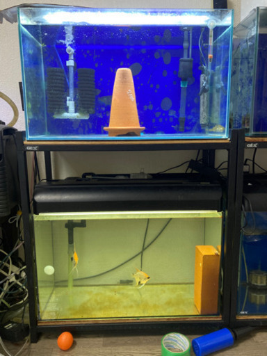 熱帯魚、水槽、金魚、グッピー、ディスカス。