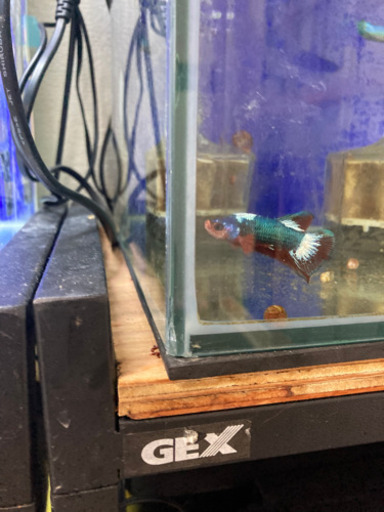 熱帯魚、水槽、金魚、グッピー、ディスカス。