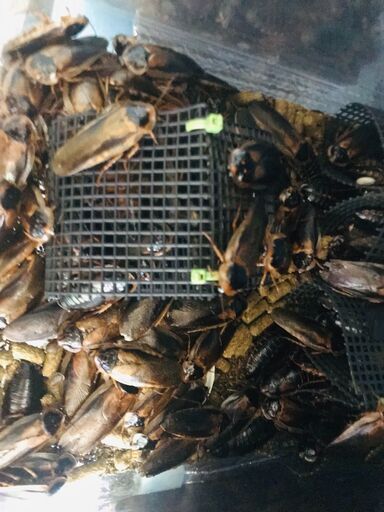 デュビア成虫　餌用