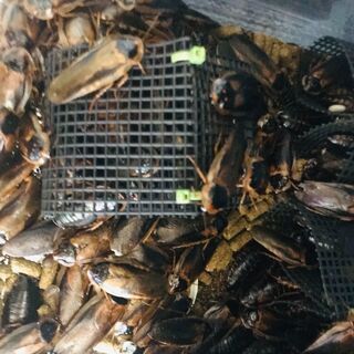 デュビア成虫　餌用
